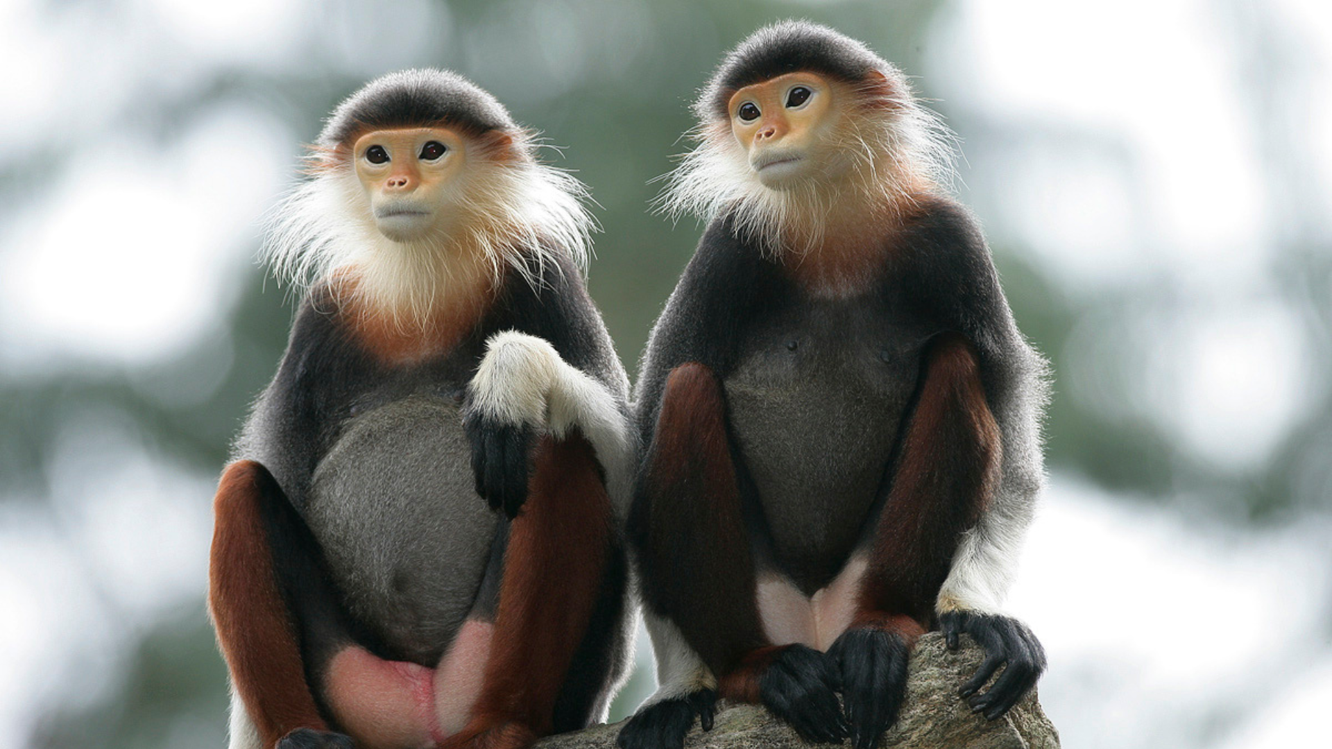 Mandai Rainforest Resort by Banyan Tree-Redshanked Douc Langur